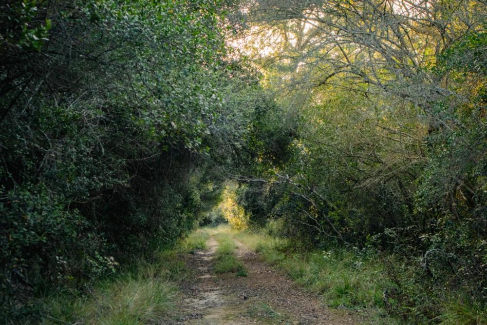 Forest Harmony Knysna Dış mekan fotoğraf